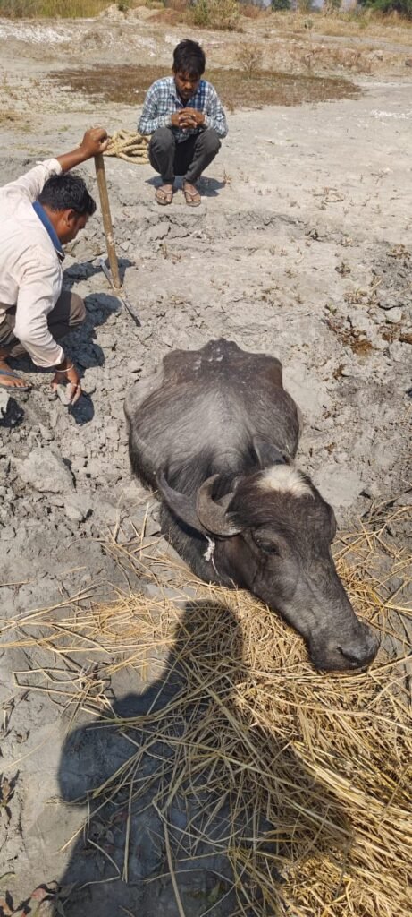 डस्ट की दलदल में दो दिन तक फंसी रही भैस, घंटों के मशक्कत के बाद निकाला बाहर